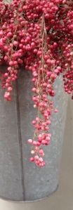 pepperberry in sap bucket crop