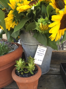 sunflowers in berkeley